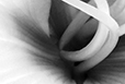 Lily Black and White II